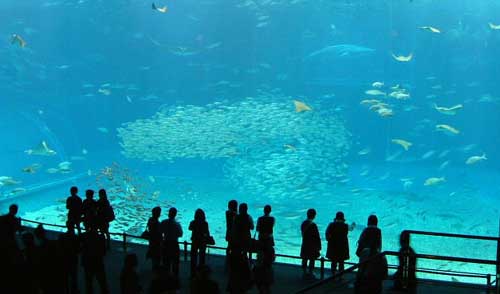 黒潮の海ご案内